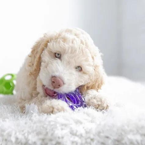 snail chew-ee teether